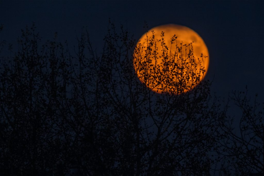Full moon, orange, beyond dark branches