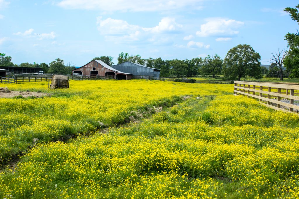 Barn set in a field of yellow flowers