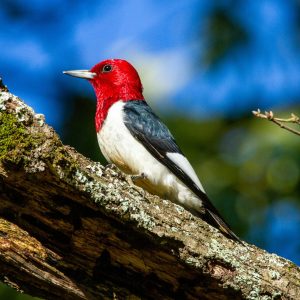 Small bird with entirely red head and a black and white body