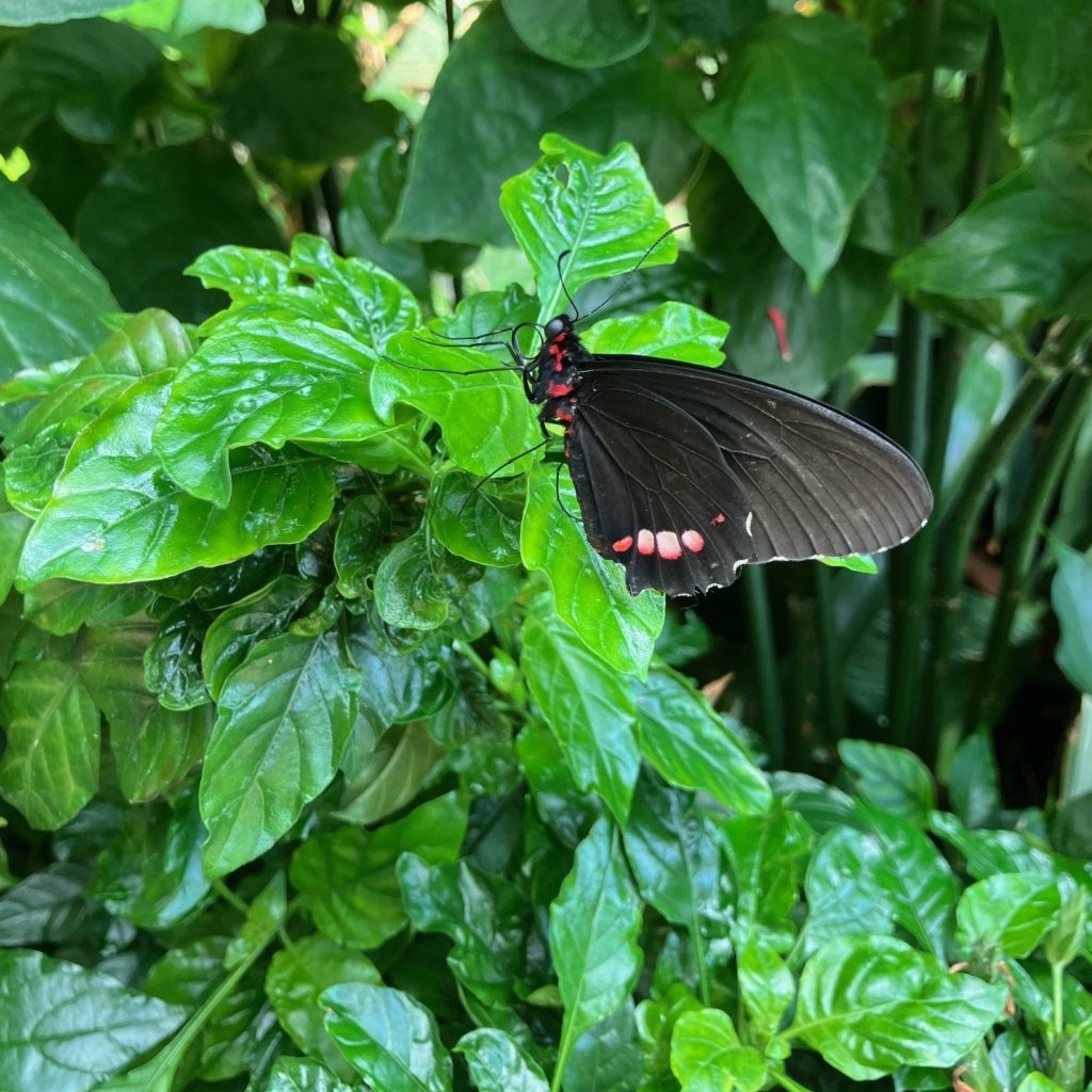 a black butterfly perched on a bright green plant