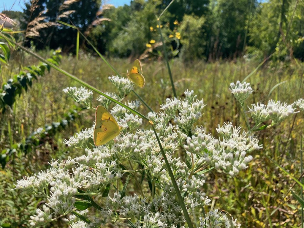 two yellow butterflies on a plant with white flowers